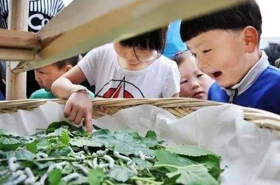 室內養蠶科普教育1.jpg
