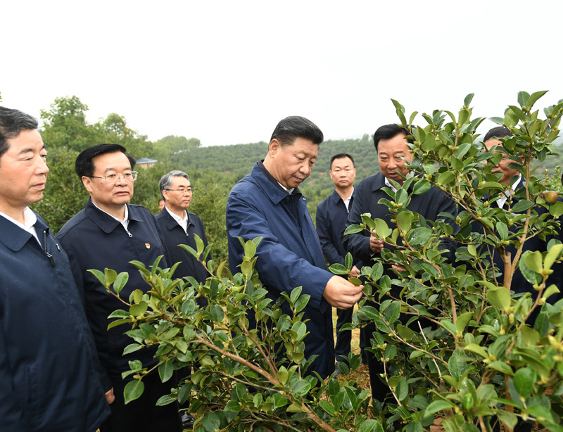 　　9月16日至18日，中共中央總書(shū)記、國(guó)家主席、中央軍委主席習(xí)近平在河南考察。這是17日上午，習(xí)近平來(lái)到信陽(yáng)市光山縣槐店鄉(xiāng)司馬光油茶園，實(shí)地察看油茶樹(shù)種植和掛果情況。新華社記者 謝環(huán)馳 攝