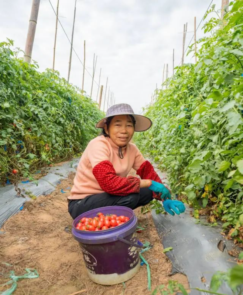 負責采摘圣女果的工人。 圖片