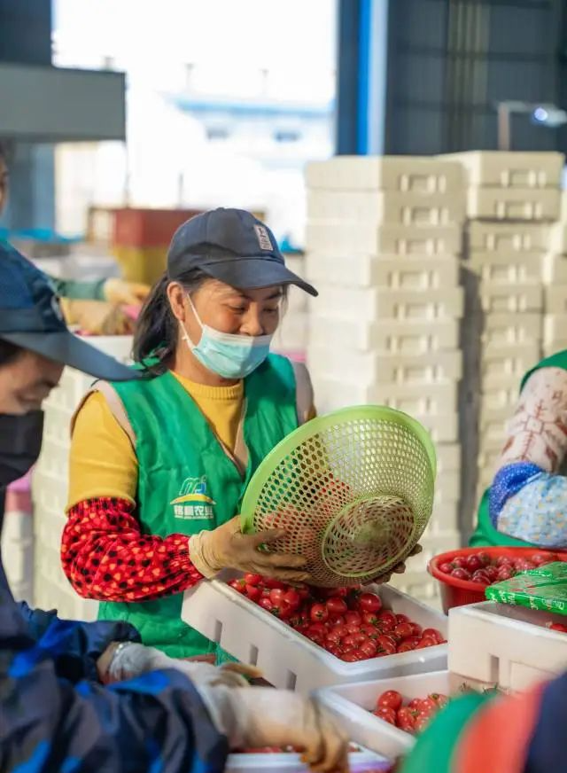 負責包裝圣女果的工人。 圖片
