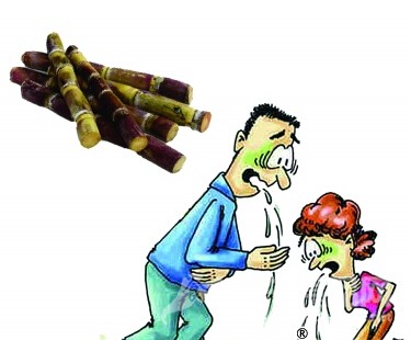 專(zhuān)家提醒:霉變甘蔗易中毒 別貪吃